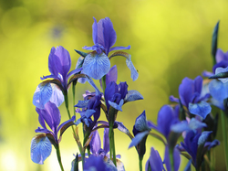 Kwiaty, Irysy, Niebieskie